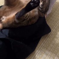 仰向けの猫