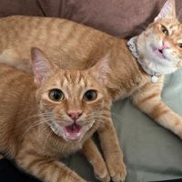 室内にいる猫