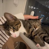 窓際で寝ている2匹の猫