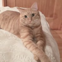 前足を重ねる猫
