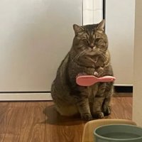 室内にいる猫