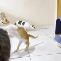 猫パンチをする子猫