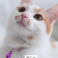 鈴をつけた猫の顔アップ