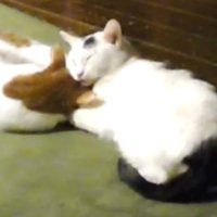 くっつく猫二匹（アップ）