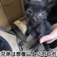 「小さな3兄弟は...」のテロップ写真