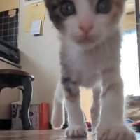 名前を呼ぶとやってくる子猫