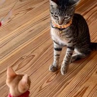 猫じゃらしで遊んでいる猫たち