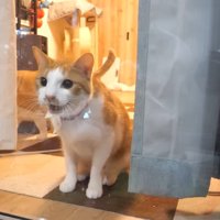 鳴いているチップくん