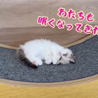 テロップ「わたちも眠く～」