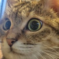 猫の顔