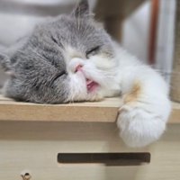 眠る猫