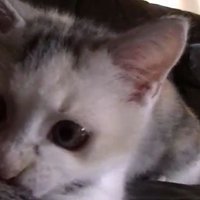 ソファで遊ぶネコ吉ちゃん2