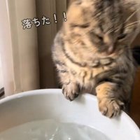 慌てる猫