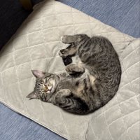 座椅子で寝ている猫