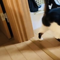 投稿主さんを探す保護猫