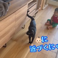 近づくにゃよ！