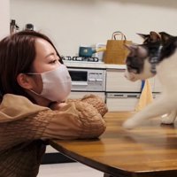 ママさんの顔に向かっていくサバ白猫