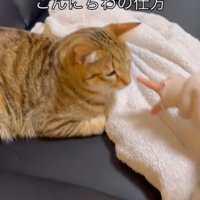 ソファに座っている猫と猫を指さしている子ども