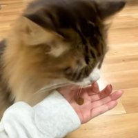 前足を使って餌をゲットしたぽこまるさん