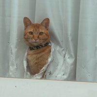 カーテンを破って顔を出す猫