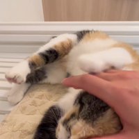 甘えている子猫
