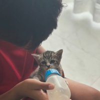 ミルクを飲む子猫2