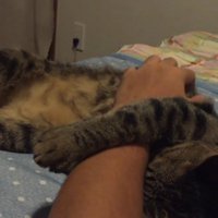 腕につかまる猫