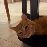 男性の足の上に顔を乗せてくつろぐ猫