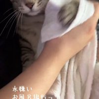 タオルで足を拭かれる猫