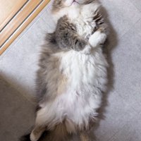 仰向けになって転がるキンカロー種の猫
