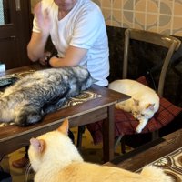 猫のいる喫茶店で3匹の猫に囲まれる客