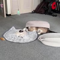 ベッドに収まる猫