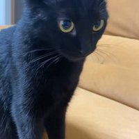 飼い主を見ている黒猫