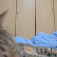 フレーメン反応している猫