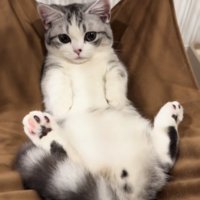 ハンモックに仰向けに寝るミヌエット