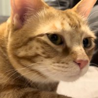 寝ぼけ顔のアップ