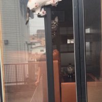 窓の隙間の子猫と見守る猫
