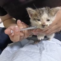 ミルクを飲む子猫