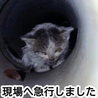 下水管の中にいる子猫