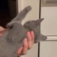 目覚めて動きを止める子猫
