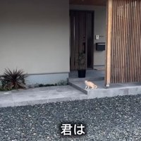 玄関扉の前に子猫