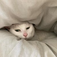 布団に埋もれる猫