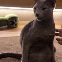 チャイムの音に驚く猫