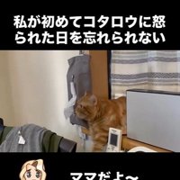 窓辺に寝そべっている猫