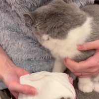 飼い主に顔をうずめる猫