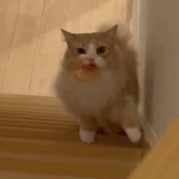 左足を前に出して階段を上る猫