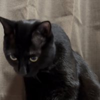 下を向いている猫の写真1