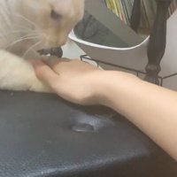 手を見る猫
