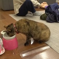 ごはんを食べる猫たち