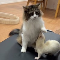 猫が左前足を上げてその下に入るフェレット